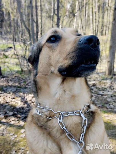 Пес в добрые руки