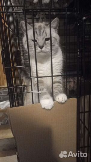 Передержка кошек