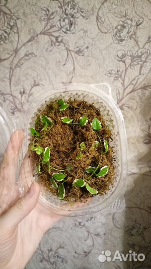 Филодендрон вайт визард