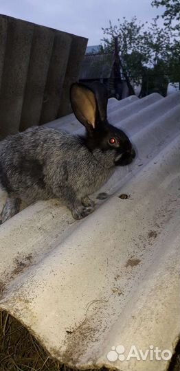 Продам кроликов