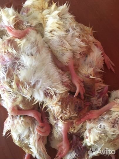 Цыплята суточные замороженные на корм