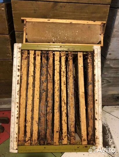 Сушь магазинная и гнездовая