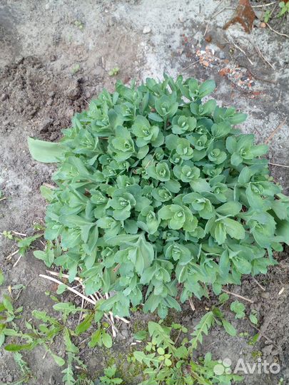 Очиток пол куста