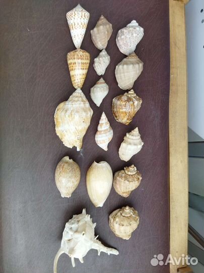 Морские ракушки раковины набор для декора