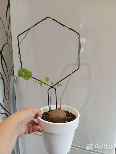 Стефания эректа