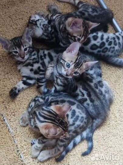 Бенгальские котята