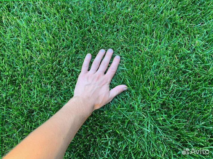 Рулонный газон