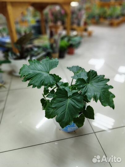 Замиокулькас Равен Зензи, Замифолия, Филодендрон