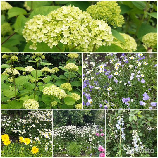 Травы, цветы на срез в сезон, саженцы цветов