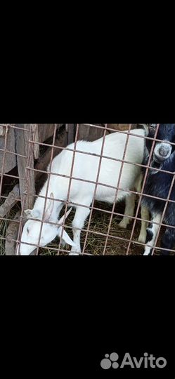 Коза дойная