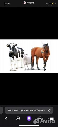 Крс на мясо оптом