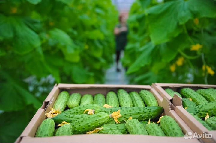 Сборщик огурцов Работа в теплице вахта в Калуге