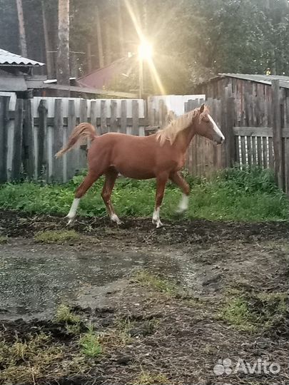 Продажа лошадей