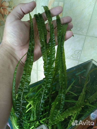 Аквариумные растения