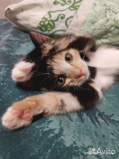 Котёнок ищет дом