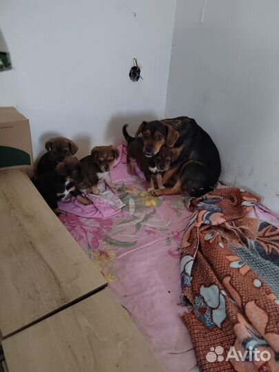 Щенки ищут новый дом