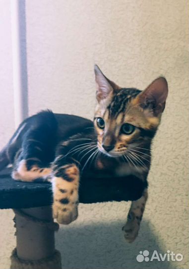 Бенгальский котенок мальчик