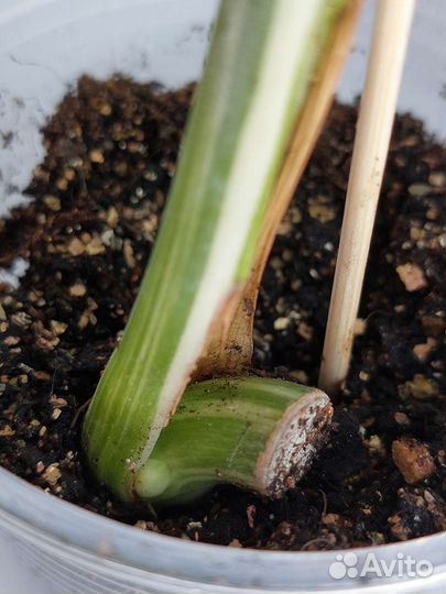 Монстера вариегатная Альба