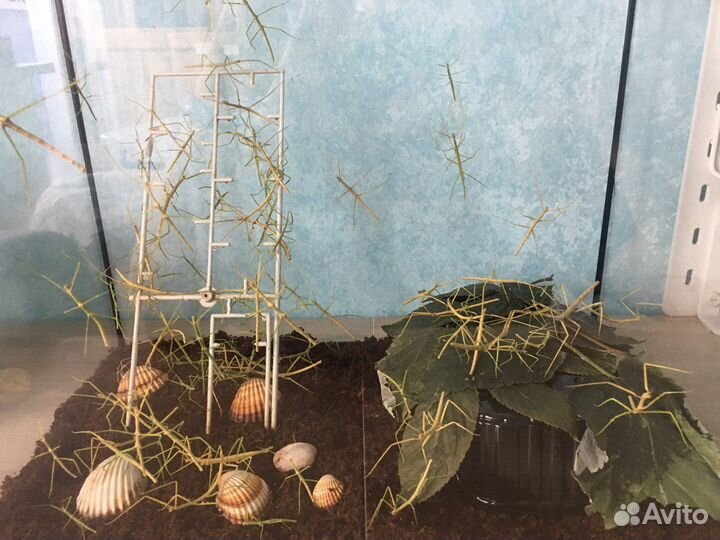 Анамские палочники