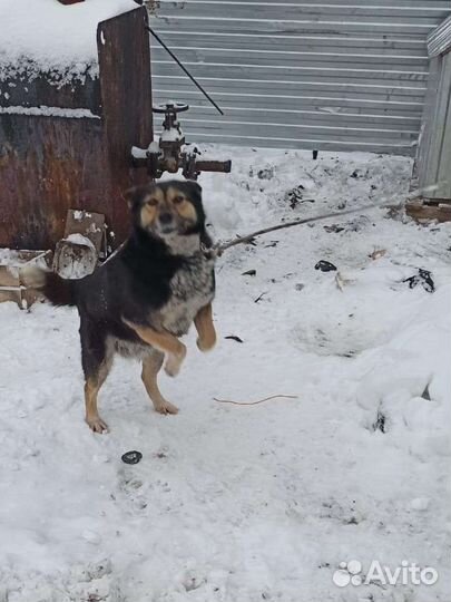 Собака ищет дом