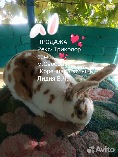 Кролики- Рексы