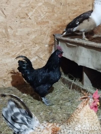 Молодые петухи