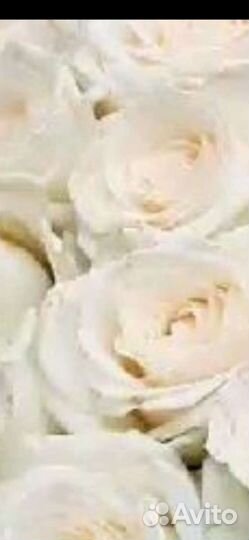 Цветы розы с доставкой