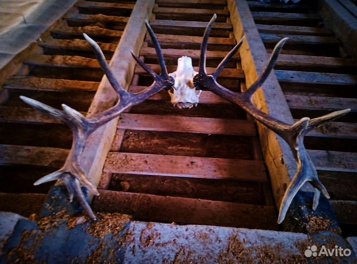 Рога оленя Благородный олень