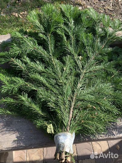 Веники, травы, эфирные масла. Все для бани