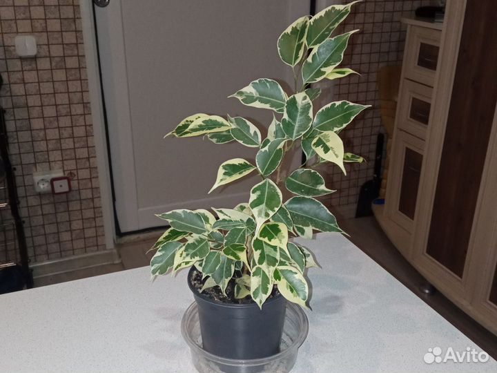 Фикус Бенджамина