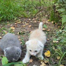 Котята в добрые руки (возможно, вислоухие)