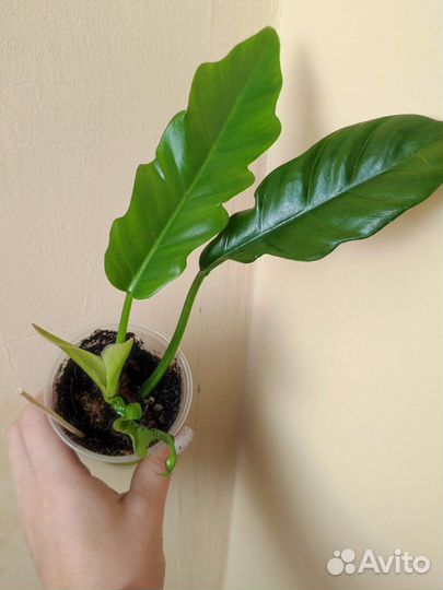 Филодендрон крокодил,замиокулькас