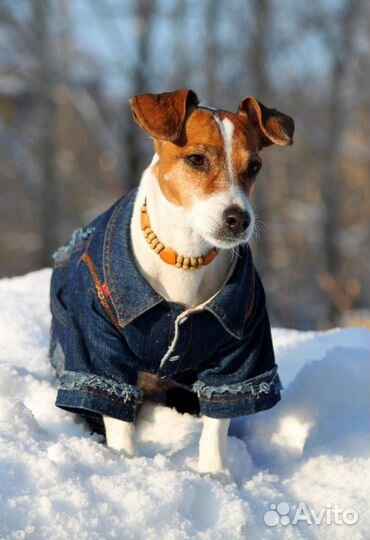 Одежда для собак