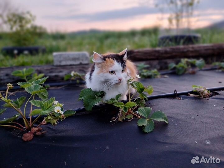 Очень красивая кошка