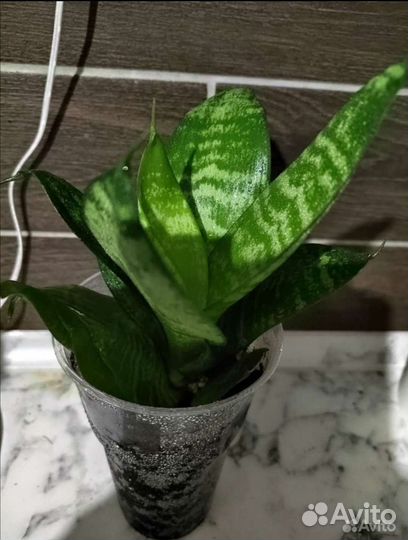 Сансевиерия