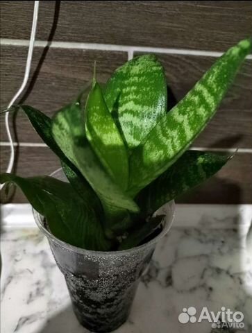 Сансевиерия