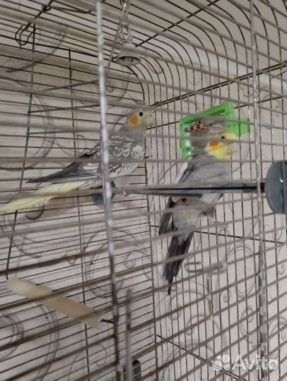 Попугай корелла с клеткой