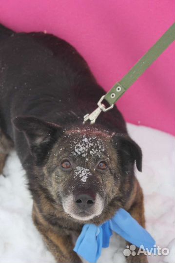 Нежнейшая ласкуша Балин