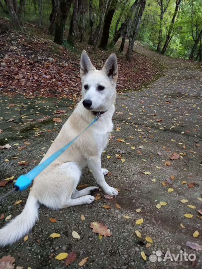 Лайка метис. 6 месяцев. 12 кг