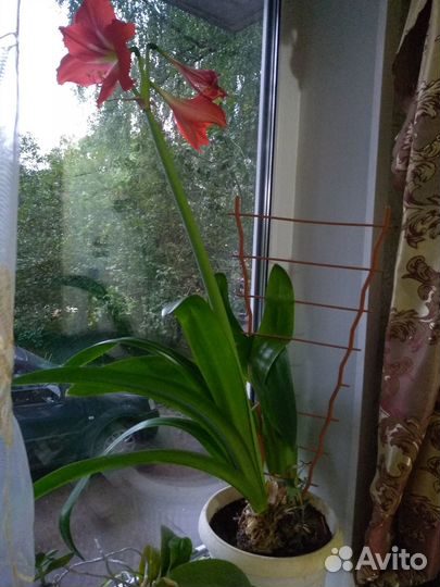Гиппеаструм амариллис в горшке