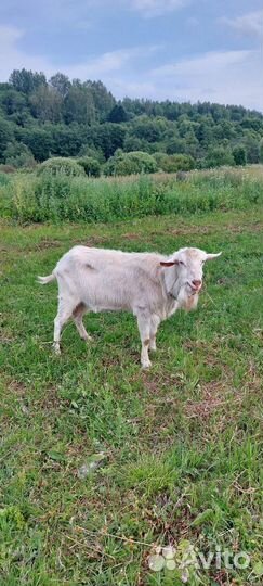 Козел зааненский