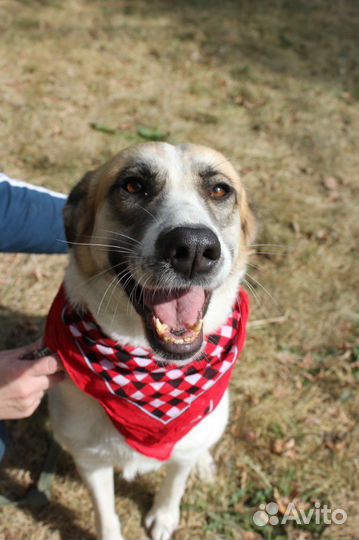 Молодая Скарлетт мечтает вырваться из приюта