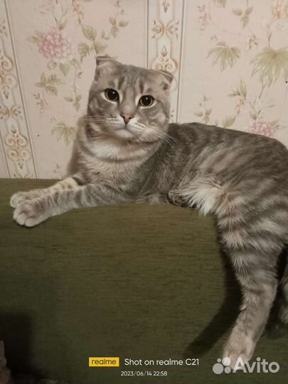 Кошка в дар бесплатно