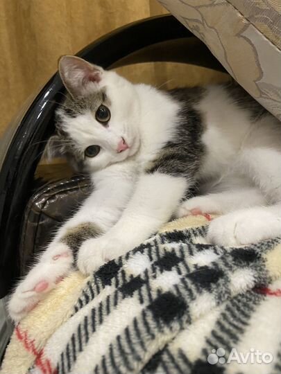 Котенок мальчик