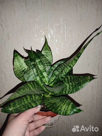 Сансевиерия