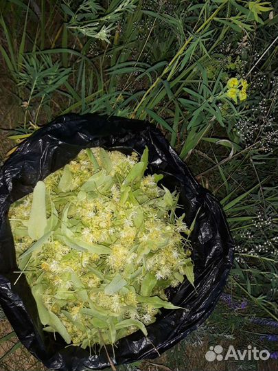 Лекарственные травы,ягоды,помидоры