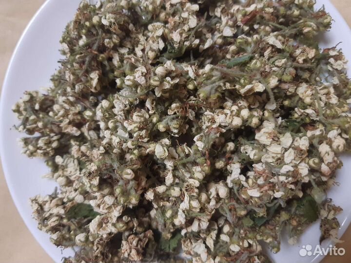 Боярышник цветы, Вероника дубравная