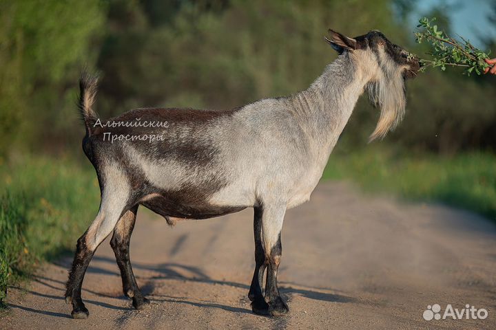 Козел альпийский ч/п