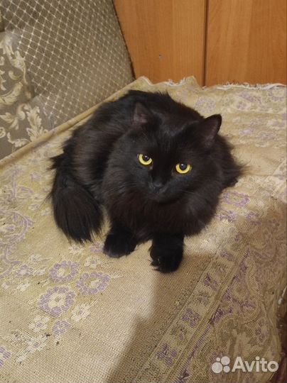 Котик Кузя