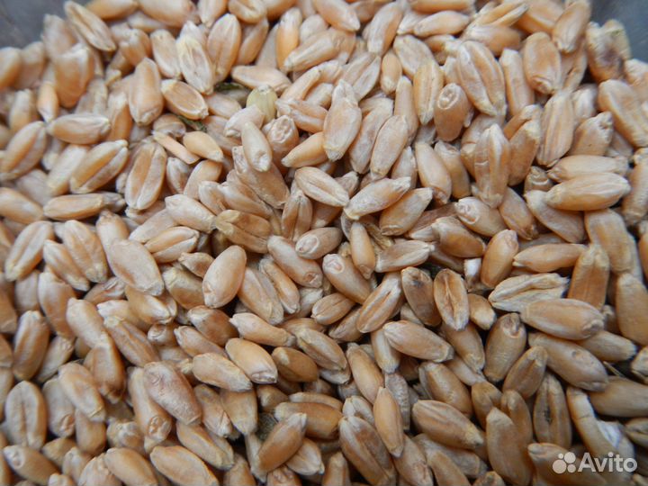 Пшеница,Горох,Овёс, сено